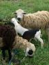 sheep-and-goats.JPG