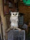 bird-market-30-jogja-aug-2007-owl.JPG