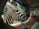 ts-aug-2007-zebra-in-car.JPG