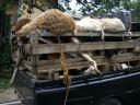 road-bangdung-to-bogor-a-load-of-sheept-sept-2007.JPG