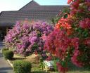 bougainvillea-solo-airport-oct-2007-cropped.jpg