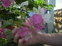 the-barnards-multi-colored-bougainvillea-oct-2007.JPG