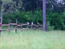 13-mar-2009-three-monkeys-on-fence.JPG