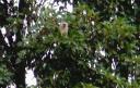 13-march-2009-monkey-in-tree-cropped.jpg