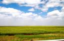 south-african-landscapes-sunflower-field-on-way-to-joburg-cropped-march-2009.jpg