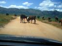swaziland-landscapes-a-loving-cattle-couple-in-the-middle-of-the-road.JPG