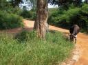 swaziland-landscapes-cows-on-road-out-of-boarding-march-2009.JPG