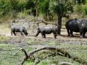 hlane-baby-rhinos-face-off.JPG