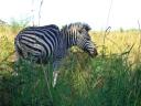 milwane-preserve-april-2009-zebra-with-hump-2.JPG
