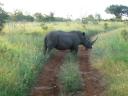mkhaya-royal-park-swaziland-march-2009-major-rhino-stop-sign_1.JPG
