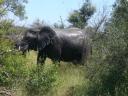 mkhaya-royal-park-swaziland-march-2009-our-hut-elephants-big-one-best-shot.JPG