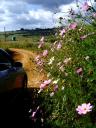 swazi-landscapes-car-and-cosmos.JPG