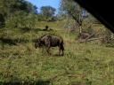 umfolozi-reserve-may-2009-black-wildebeest-2.JPG