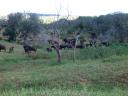 umfolozi-reserve-may-2009-buffalo-herd.JPG