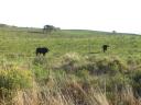 06-july-2009-st-lucia-loop-road-2-cape-buffalo-5.JPG