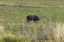 06-july-2009-st-lucia-loop-road-cape-buffalo-heres-looking-at-you.JPG