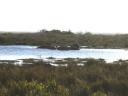 06-july-2009-st-lucia-loop-road-hippos-in-pond.JPG