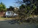 21-july-2009-tree-on-car-close-up.JPG