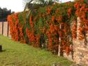 birdswood-boarding-orange-wall-of-flowers-on-way-to-boarding.JPG