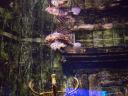 july-2009-zone-conference-aquarium-lepord-fish.JPG