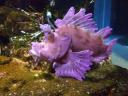 july-2009-zone-conference-aquarium-pink-fish.JPG