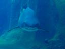 july-2009-zone-conference-aquarium-the-grinning-shark.JPG