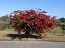 july-2009-zone-conference-beautiful-bougainvillea-seen-from-chaple.JPG