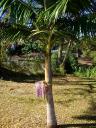 july-2009-zone-conference-flowering-palm-tree.JPG