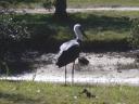 04-aug-2009-bird-close-up.JPG