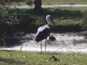 04-aug-2009-bird-close-up.JPG