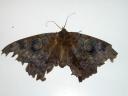 07-aug-2009-large-moth.JPG