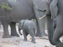 1-month-elephant.JPG