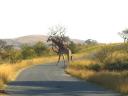 10-aug-2009-game-park-giraffe-crossing-road-2.JPG