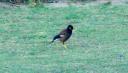 14-aug-2009-bird-3.JPG