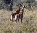 2-young-giraffes.JPG