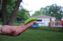 big-green-caterpiller.JPG