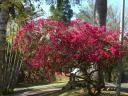 bouganvillea-1.JPG