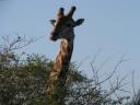 giraffe-head-above-tree.JPG