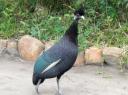 tembe-aug-18-guinea-fowl.JPG