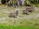 tembe-aug-18-warthogs-2.JPG