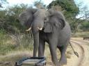tembe-elephants-and-where-do-you-think-you-are-going.JPG