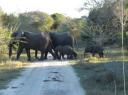 tembe-elephants-family-out-for-a-stroll.JPG