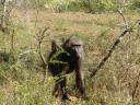 07-sept-2009-mfolozi-gr-baboon-sitting-and-looking-at-me.JPG
