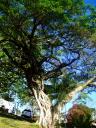 07-oct-2009-crystal-steam-the-tree-5.jpg