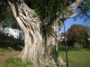 07-oct-2009-crystal-steam-the-tree-close-up.JPG