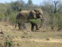 21-sept-2009-game-drive-elephant-4.JPG