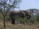 21-sept-2009-game-drive-elephant-7.JPG