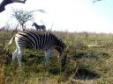 21-sept-2009-game-drive-good-2-zebra-shot.JPG