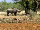 21-sept-2009-game-drive-rhino-good-shot.JPG