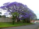 30-sept-2009-jacaranda-tree-3.JPG